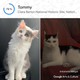 Image for article titled Google's New 'Pet Portraits' Feature Helped Me Find my Cat's Historical Doppelganger